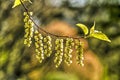 Stachyurus and bokeh