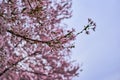 Close-up of branch full of cherry blossoms during spring Royalty Free Stock Photo