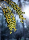 Best quality Arabian dates growing on the tree. Royalty Free Stock Photo