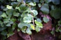 Close up of a branch of ivy with leaves and stone wall in the background Royalty Free Stock Photo