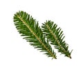 Close up branch of green spruce tree isolated Royalty Free Stock Photo