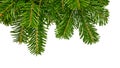 Close up branch of green spruce tree isolated Royalty Free Stock Photo