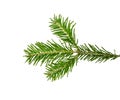 Close up branch of green spruce tree isolated Royalty Free Stock Photo