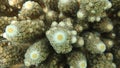 Close up on branch of hard coral polyps out tentacles Royalty Free Stock Photo