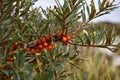 Close up of branch of `Hippophae Rhamnoides` Sea Buckthorn plant with bright orange ripe berries Royalty Free Stock Photo