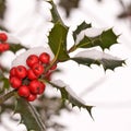 Close up of a branch of holly