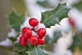 Close up of a branch of holly with red berries