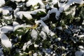 Close-up branch of Holly shrub under the snow. Cold sunny winter day, blue shadows on the snow. Royalty Free Stock Photo