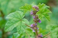 Malva verticillata