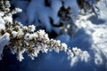 Close-up of branch of juniper bush, scientifically juniperus communis, covered with fresh snow crystals Royalty Free Stock Photo