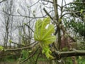 Close up of branch leaf buds on fig tree on a rainy day in spring Royalty Free Stock Photo