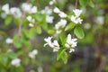 Close-up of branch, leaves, and flowers on saskatoon berry bush in forest in springtime