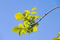 Ulmus pumila Royalty Free Stock Photo