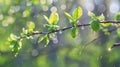 Close Up of Branch with Leaves and Water Droplets Royalty Free Stock Photo