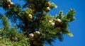 Close-up branch of Mediterranean cypress with round brown cones seeds against blue sky background. Cupressus sempervirens Royalty Free Stock Photo