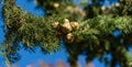 Close-up branch of Mediterranean cypress with round brown cones seeds against blue sky background. Cupressus sempervirens Royalty Free Stock Photo