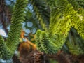 Close Up Of A Branch Of A Monkey Puzzle Tree, Araucaria araucana Araucariaceae Royalty Free Stock Photo