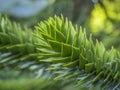 Close Up Of A Branch Of A Monkey Puzzle Tree, Araucaria araucana Royalty Free Stock Photo