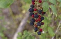 Close-up with the branch of natural blackberry fruits in a forest Royalty Free Stock Photo