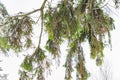 Close up of branch of an old elm tree under the snow after heavy snowfall Royalty Free Stock Photo