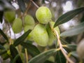 Close up of a branch with olives on olive tree