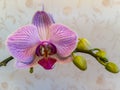Close-up branch of an orchid with one large pink striped flower and green buds. Phalaenopsis, Moth Orchid on warm bright brown blu Royalty Free Stock Photo