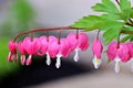 Close up of a branch of pink bleeding hearts Royalty Free Stock Photo