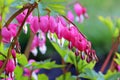 Close up of a branch of pink bleeding hearts Royalty Free Stock Photo