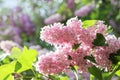 Close up branch of PINK blooming lilac flowers in Kiev botanical garden at bright sunny spring day. Royalty Free Stock Photo