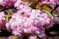 Close up of a branch with pink cherry tree flowers in full bloom and clear blue sky in a garden in a sunny spring day, beautiful J Royalty Free Stock Photo