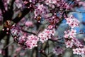 Close up of a branch with pink cherry tree flowers in full bloom in a garden in a sunny spring day, beautiful Japanese cherry blos Royalty Free Stock Photo