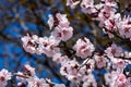 Close up of a branch with pink cherry tree flowers in full bloom in a garden in a sunny spring day, beautiful Japanese cherry blos Royalty Free Stock Photo