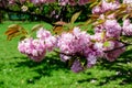 Close up of a branch with pink cherry tree flowers in full bloom in a garden in a sunny spring day, beautiful Japanese cherry blos Royalty Free Stock Photo