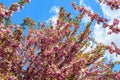 Close up of a branch with pink cherry tree flowers in full bloom in a garden in a sunny spring day, beautiful Japanese cherry blos Royalty Free Stock Photo