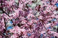 Close up of a branch with pink cherry tree flowers in full bloom in a garden in a sunny spring day, beautiful Japanese cherry blos Royalty Free Stock Photo