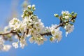 Close-up of branch with plum blossoms and a bee prostrate on a flower over clear blue sky. Spring background. Spring time Royalty Free Stock Photo