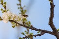 Close-up of branch with plum blossoms and a bee prostrate on a flower over clear blue sky. Spring background. Spring time and good