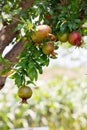 Close up of a branch of pomegranate tree Royalty Free Stock Photo