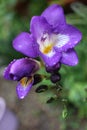 Purple freesia