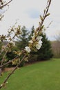 Close up of a branch of a Rainier Cherry tree with white flowers and buds