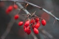 Close-up of a branch with red barberry berries