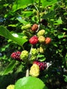 Close up of Branch of red and white mulberry. Royalty Free Stock Photo