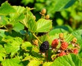 Close up of branch of ripe blackberry in a garden Royalty Free Stock Photo