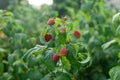 close up of branch of ripe raspberries in a garden