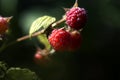 Close up of branch of ripe raspberries in a garden