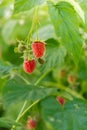 Close up of branch ripe red raspberries in garden on blurred green background. Locally grown organic fresh berries. Home Royalty Free Stock Photo