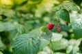 Close up of branch ripe red raspberries in garden on blurred green background. Locally grown organic fresh berries. Home Royalty Free Stock Photo