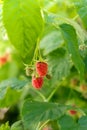 Close up of branch ripe red raspberries in garden on blurred green background. Locally grown organic fresh berries. Home Royalty Free Stock Photo