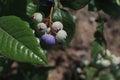 A close up of branch with ripening berries of highbush blueberry (Vaccinium corymbosum). Copy space for text Royalty Free Stock Photo