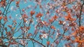 Branch Of Sakura Flowers. Pink Flowers Of Cherry Plum Tree. Pink Cherry Blossom.